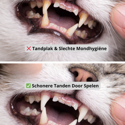 Katten Speel & Bijt Kussen - Set van 3 stuks
